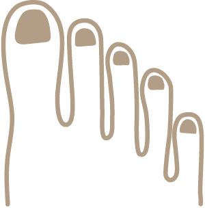 図：エジプト型のつま先／親指が一番長く、ひとさし指から小指に向かって徐々に短くなっている。